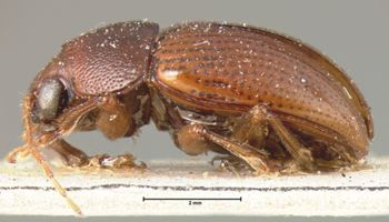 Media type: image; Entomology 9819   Aspect: habitus lateral view